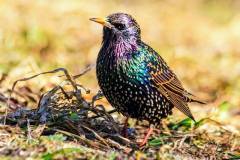starlings