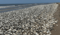 Gulf Coast dead fish