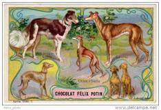 Lévrier kurde (left, upper)